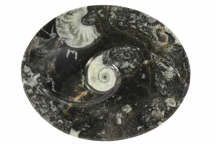Oval Shaped Fossil Goniatite Dish #73750
